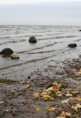Finlandiya Körfezi kıyısında