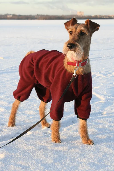 Dog Irish terrier — Stock Photo, Image