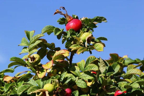 Dogrose — Stok fotoğraf