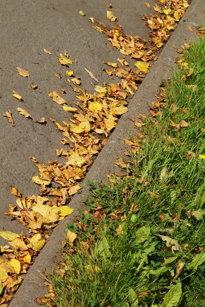 Folhas amarelas ao longo da estrada — Fotografia de Stock