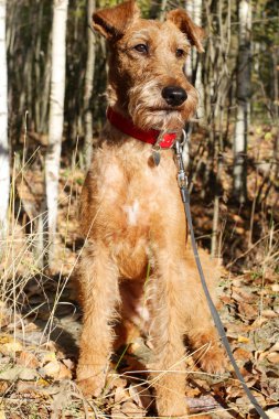 İrlandalı korkunç