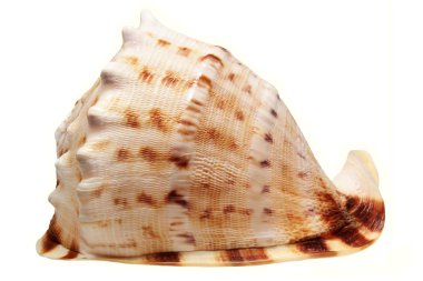 Deniz cockleshell izole