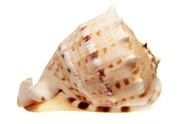 Deniz cockleshell izole