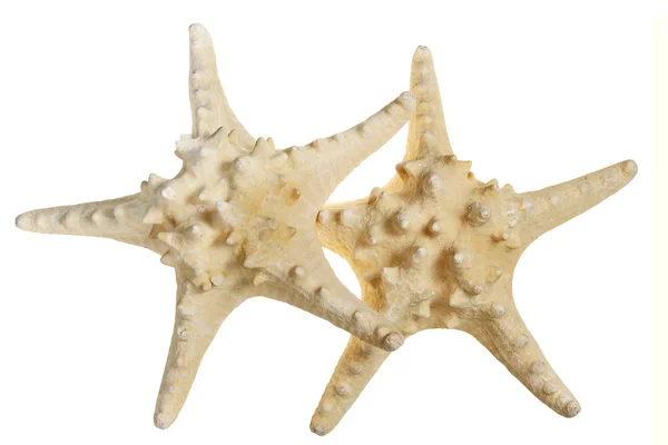 Estrella de mar sobre un fondo blanco — Foto de Stock