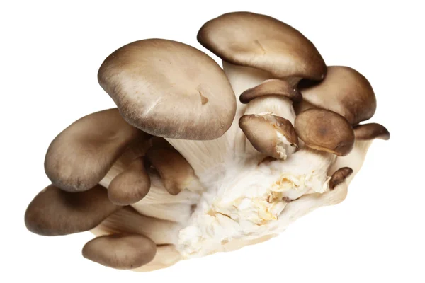 Het is geïsoleerd paddestoelen — Stockfoto