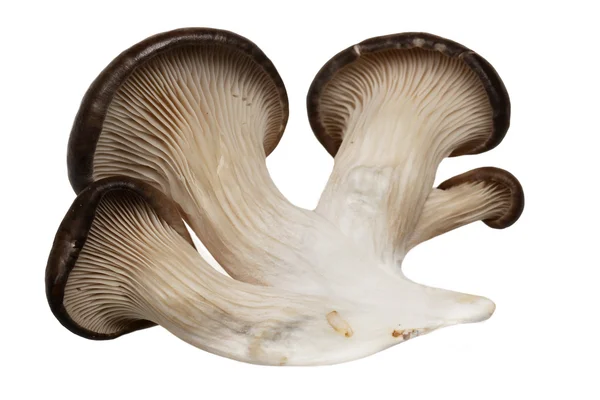 Het is geïsoleerd paddestoelen — Stockfoto