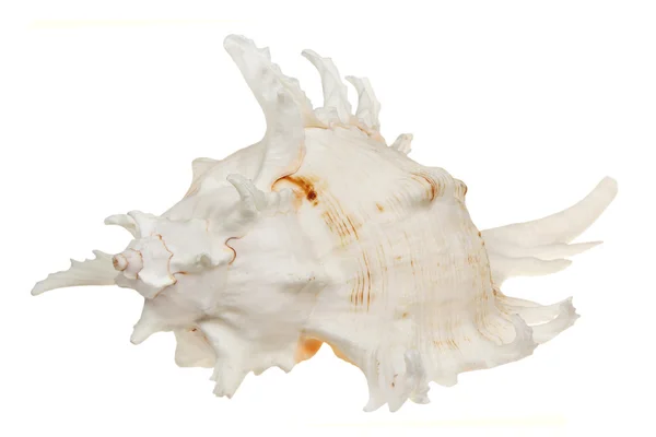 Sea cockleshell on a white background — Stock Photo, Image