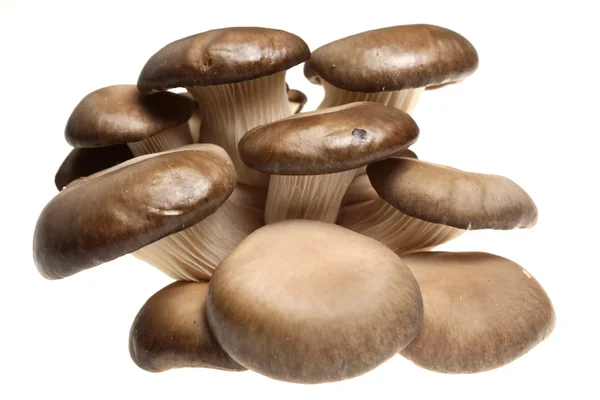 Cogumelos isola-se — Fotografia de Stock