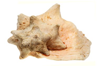 Deniz cockleshell izole