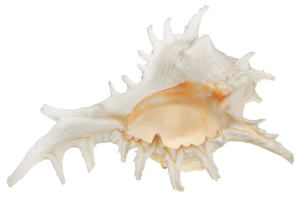 Sea cockleshell valkoisella taustalla — kuvapankkivalokuva