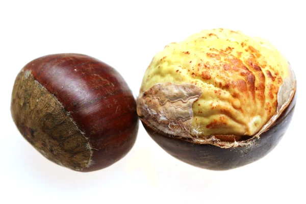 Nut dari kastanye itu terisolasi — Stok Foto