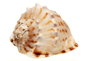 Deniz cockleshell izole