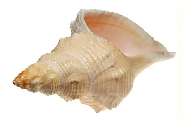 Sea cockleshell   on a white background — Stock Photo, Image