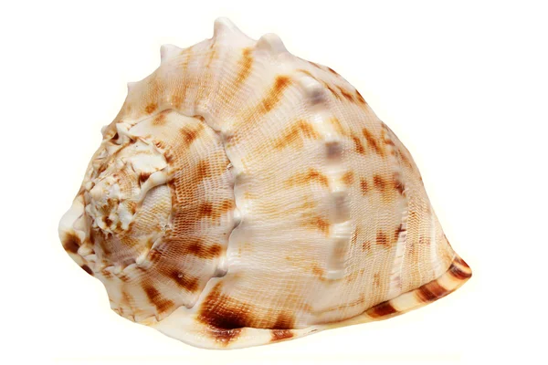 Deniz cockleshell izole