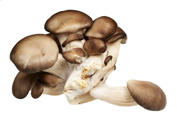 Champignons op een witte achtergrond — Stockfoto