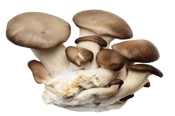 Champignons op een witte achtergrond — Stockfoto