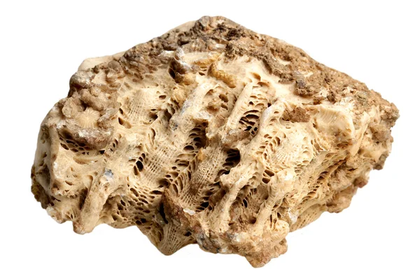 흰색 배경에 화석 화석 — 스톡 사진