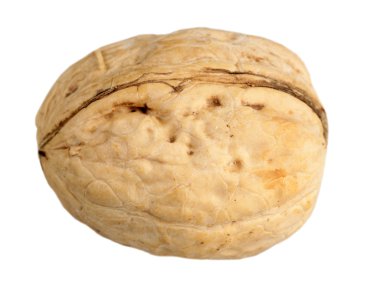 beyaz arkaplanda ceviz