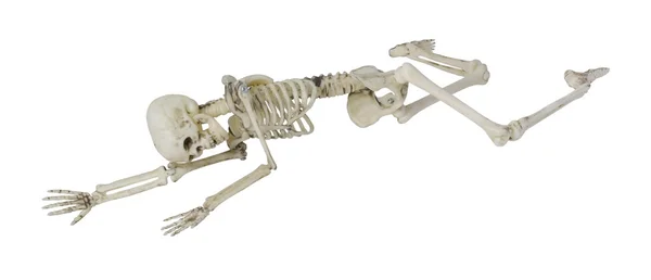 Esqueleto deitado parcialmente propenso e para os lados — Fotografia de Stock