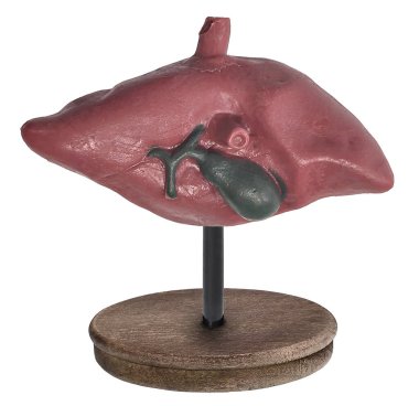 Bir insan karaciğerinin ve safra kesesi kürsüde