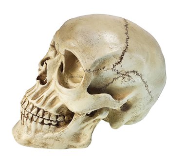 Eski insan kafatası bir kenarda görünüyor