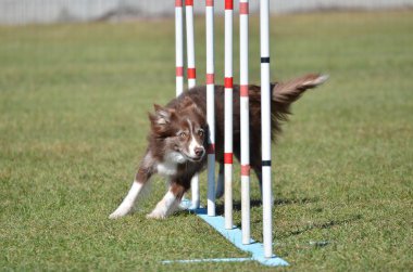 Bir köpek çeviklik duruşmada kenar kömür ocağı