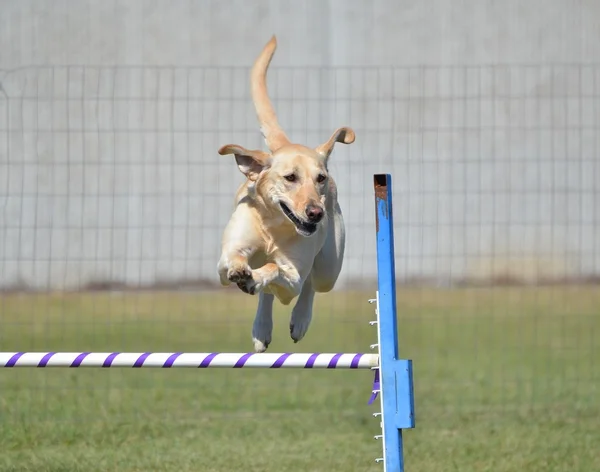 Sarı Labrador Retriever köpek çeviklik duruşmada — Stok fotoğraf