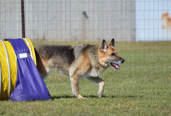 Pastor alemán en una prueba de agilidad para perros —  Fotos de Stock