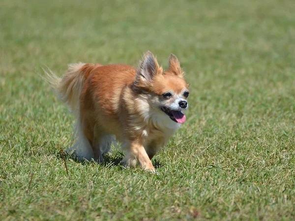 Hosszú kabát Chihuahua — Stock Fotó