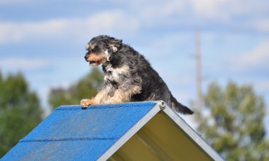 Karışık-Breed köpek çeviklik duruşmada