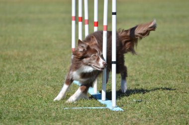 Bir köpek çeviklik duruşmada kenar kömür ocağı