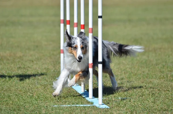 Shetland-Schäferhund (Sheltie) beim Hunde-Agility-Test — Stockfoto