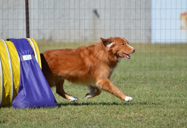 Retriever de peaje de pato de Nueva Escocia en una prueba de agilidad para perros — Foto de Stock