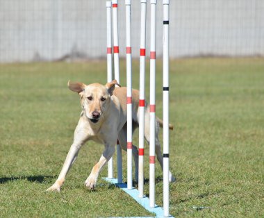 Sarı Labrador Retriever köpek çeviklik duruşmada