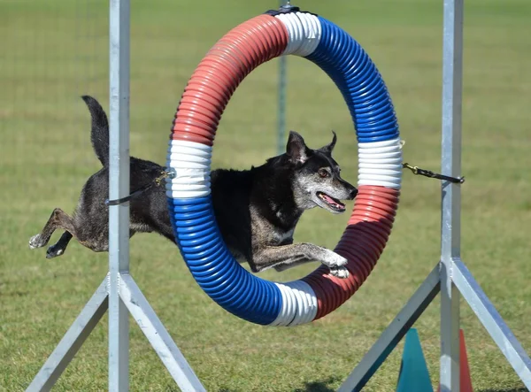 Cane di razza mista al processo di agilità — Foto Stock
