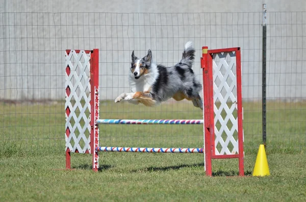 Shetland-Schäferhund (Sheltie) beim Hunde-Agility-Test — Stockfoto