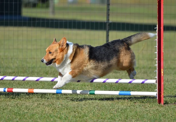 Pembroke Welch Corgi em um ensaio de agilidade para cães — Fotografia de Stock