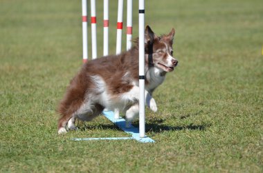 Bir köpek çeviklik duruşmada kenar kömür ocağı