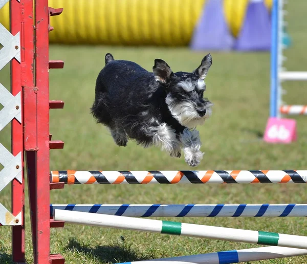 Schnauzer em miniatura no Dog Agility Trial — Fotografia de Stock