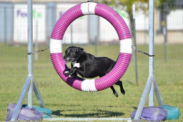 Chien de race mixte noir au procès d'agilité — Photo