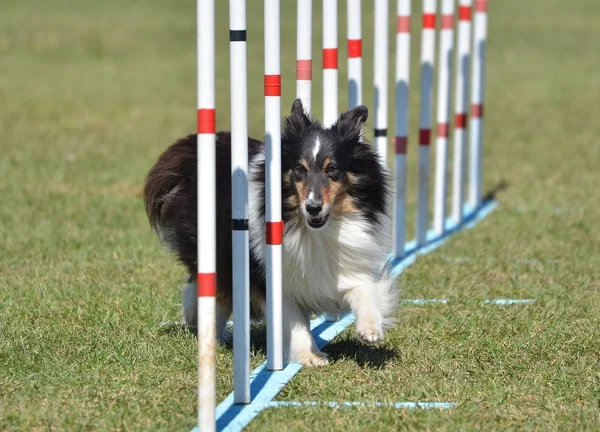 Shetland Sheepdog (Sheltie) at Dog Agility Trial — Stock Photo, Image