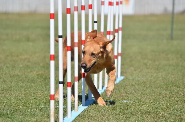 Labrador amarillo recuperador en prueba de agilidad del perro — Foto de Stock