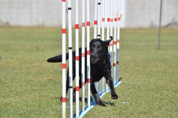 Black Labrador Retriever no Dog Agility Trial — Fotografia de Stock