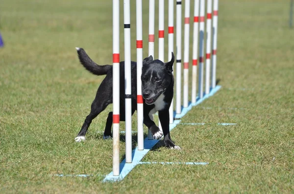 Chien de race mixte au procès d'agilité — Photo