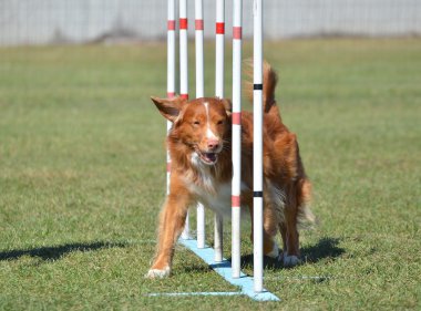Nova Scotia Duck Tolling Retriever köpek çeviklik duruşmada