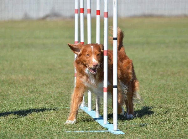 Nova Scotia Duck Tolling Retriever köpek çeviklik duruşmada — Stok fotoğraf