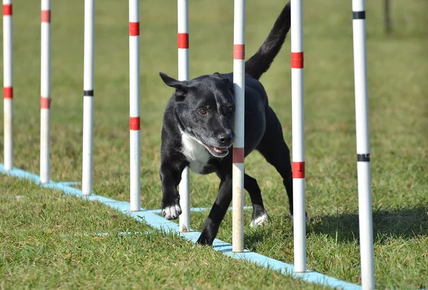 Cane di razza mista al processo di agilità — Foto Stock