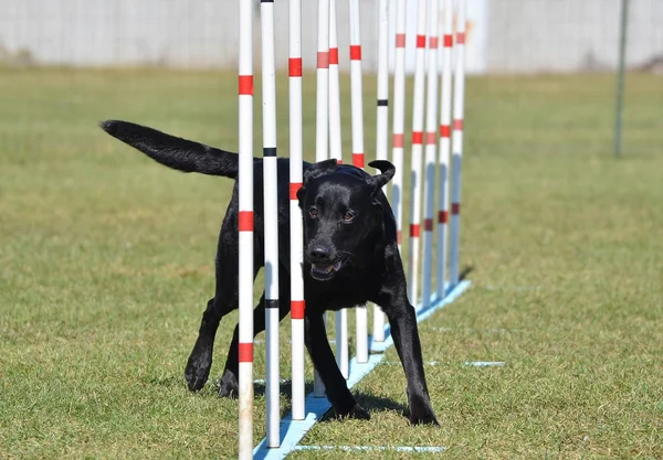 Black Labrador Retriever no Dog Agility Trial — Fotografia de Stock