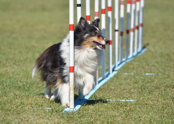 Shetland koyun (sığınak) köpek çeviklik duruşmada — Stok fotoğraf