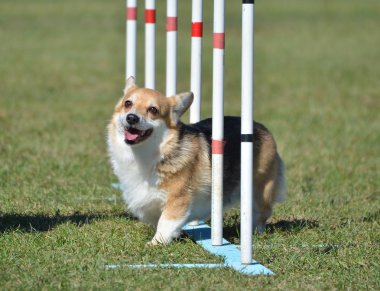 Pembroke Welsh Corgi köpek çeviklik duruşmada